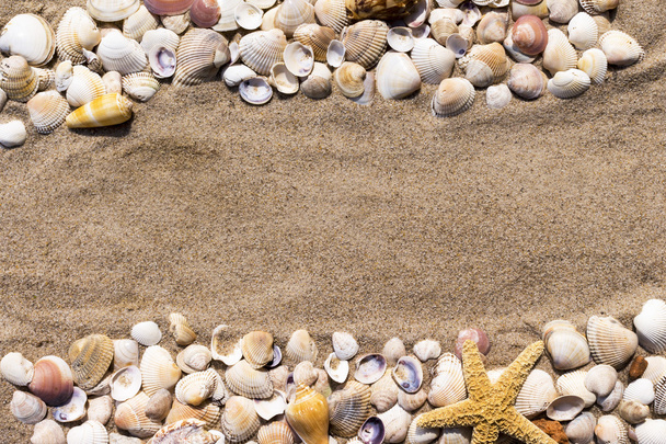 Background: sea star and shells on the sand of the sea - Фото, изображение