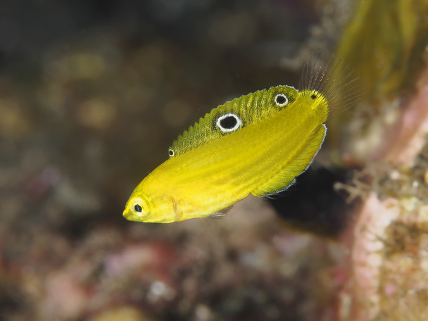 Coral fish Canary wrasse - Photo, Image