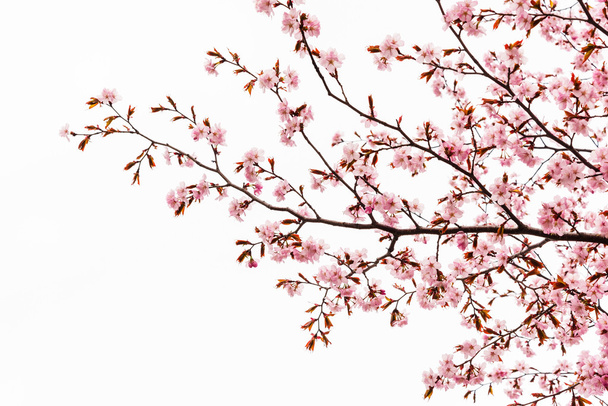 Cherry blossom or sakura tree isolated - Фото, изображение