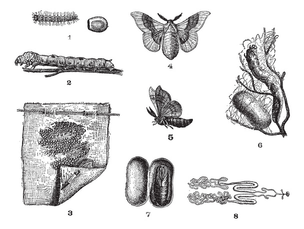 Шелкопряд или Bombyx mori, винтажная гравировка
 - Вектор,изображение
