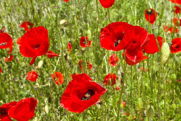 Background poppy field - Photo, Image