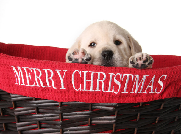 Christmas puppy - Foto, afbeelding