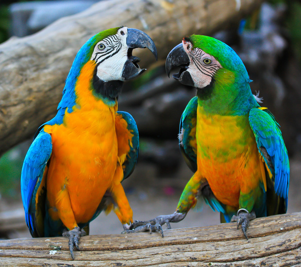 asian colorful parrots - Foto, Imagem