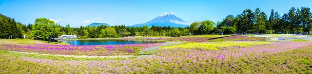 富士芝桜祭では、山名のピンクのコケのフィールドで - 写真・画像