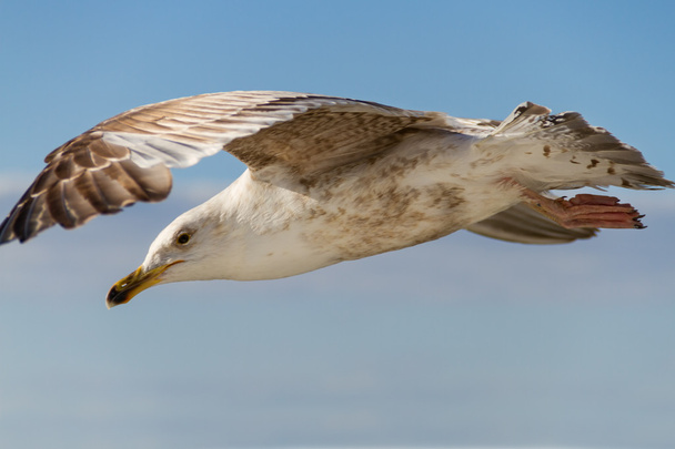 A gaivota voadora de perto
 - Foto, Imagem