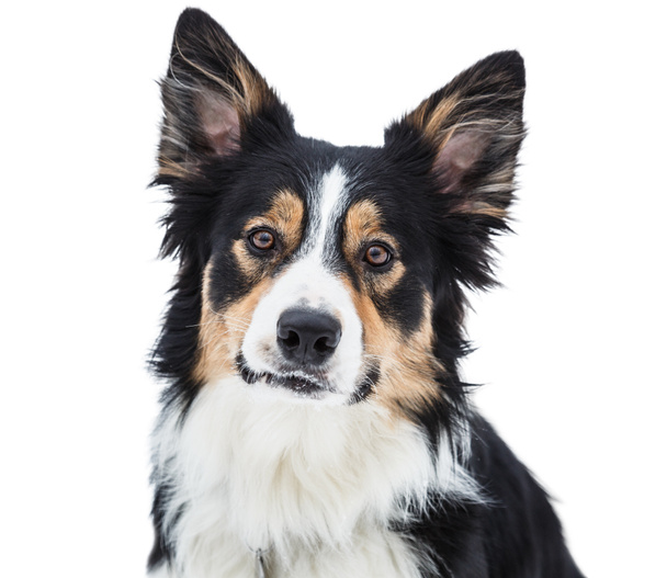 Close-up of a tricolor border collie - Photo, Image