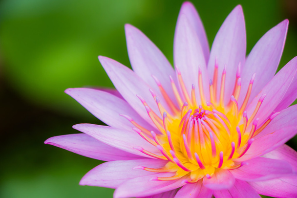 Lotus flower background - Фото, изображение