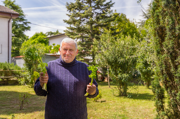 με πόνο ένας γέρος κρατάει δύο κοτσάνια σέλινο στον κήπο του. - Φωτογραφία, εικόνα