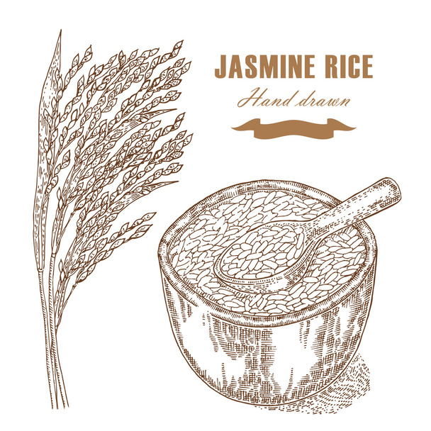 Arroz de jazmín tailandés en un bol. Planta de arroz dibujada a mano. Vector
 - Vector, Imagen