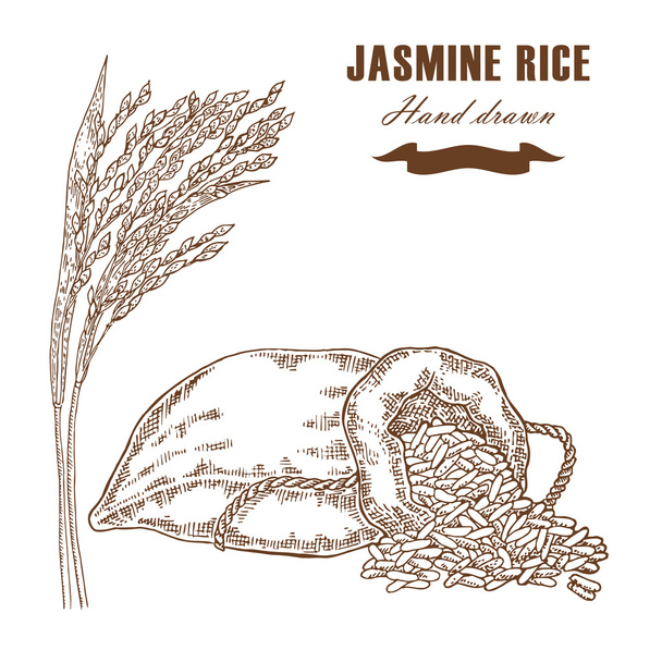 Тайский жасминовый рис в мешке. Рисовое растение нарисовано вручную. Вектор
 - Вектор,изображение