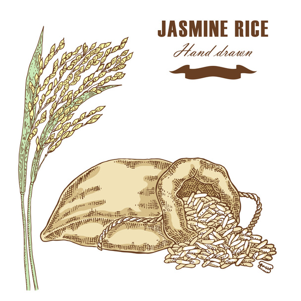 Тайский жасминовый рис в мешке. Рисовое растение нарисовано вручную. Вектор
 - Вектор,изображение
