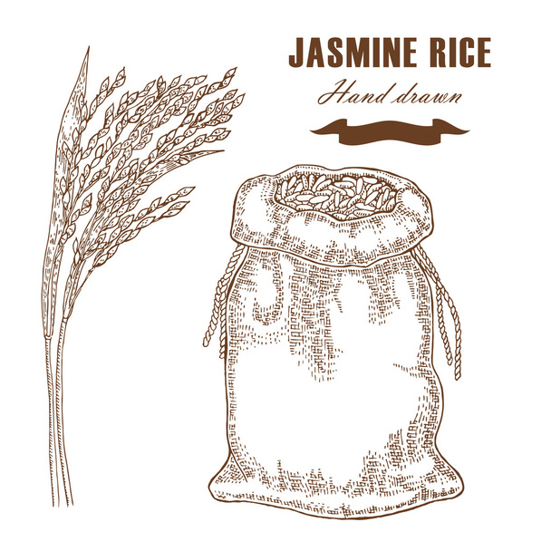 Thai jasmine rice in sack. Rice plant hand drawn. Vector - Vector, Image