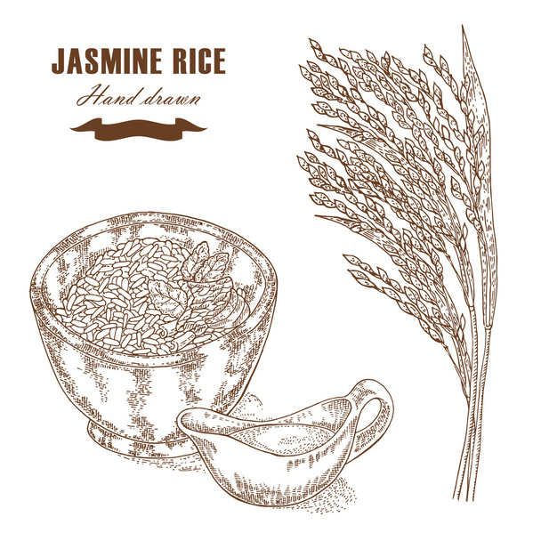 Тайский жасминовый рис в миске. Рисовое растение нарисовано вручную. Вектор
 - Вектор,изображение