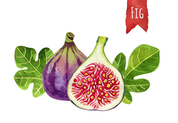 Figs, watercolor illustration,  vector clipping path included - Photo, Image