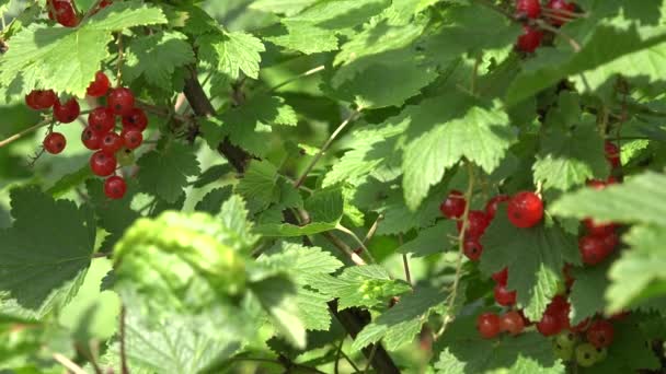 arbusto de grosella con bayas rojas maduras manojo en el jardín de verano. 4K
 - Metraje, vídeo