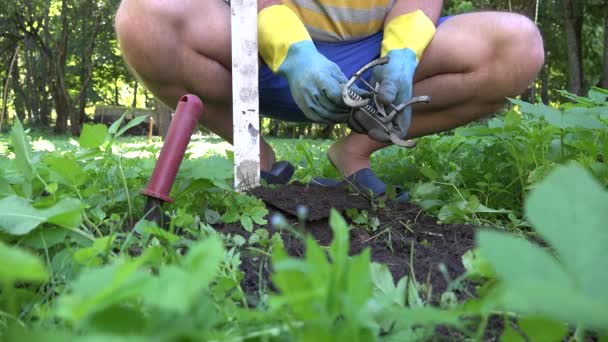 Gardener man hands setting special metal traps for mole animal pest in garden. 4K - Кадри, відео