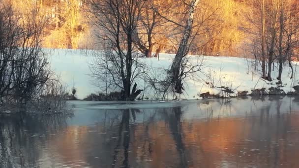 Winterbach. Flussufer im Winterwald. Sonnenlicht im Winterwald - Filmmaterial, Video