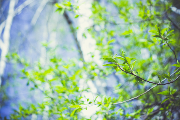 Branch with young leaves on the defocused background - 写真・画像