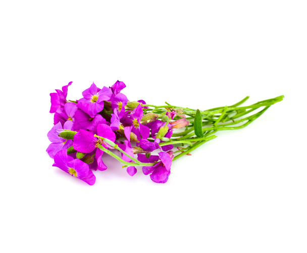 Flower Violet on Light Background - Photo, Image