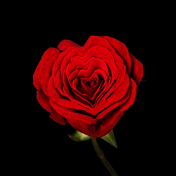 Syté červené růže má tvar srdce - Fotografie, Obrázek