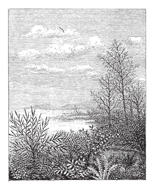 Jurassic Period, vintage engraving - Vector, Image