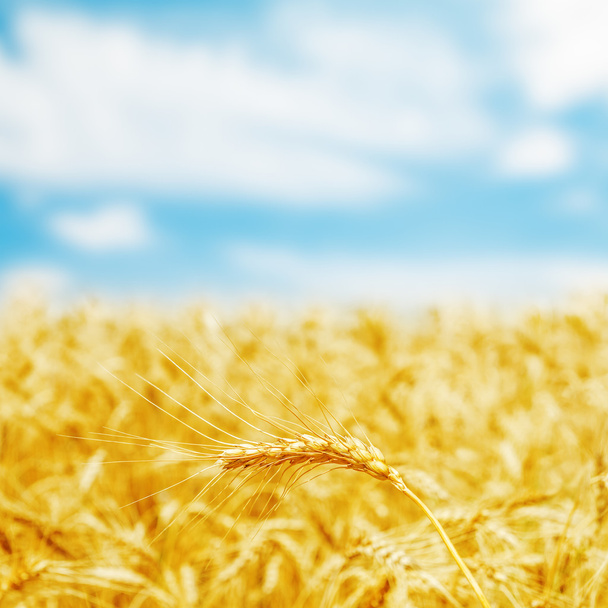 campo dourado colheita e nublado céu azul - Foto, Imagem