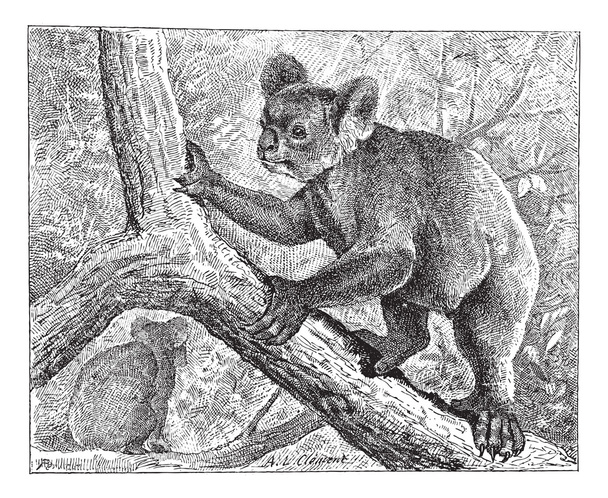 Koala, vintage gravure. - Vector, afbeelding