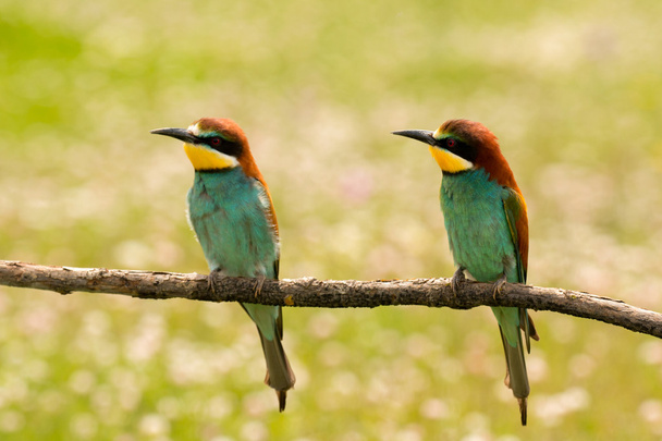 Pair of bee-eaters on branch - Photo, Image