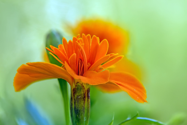 One nice Marigold - Photo, Image