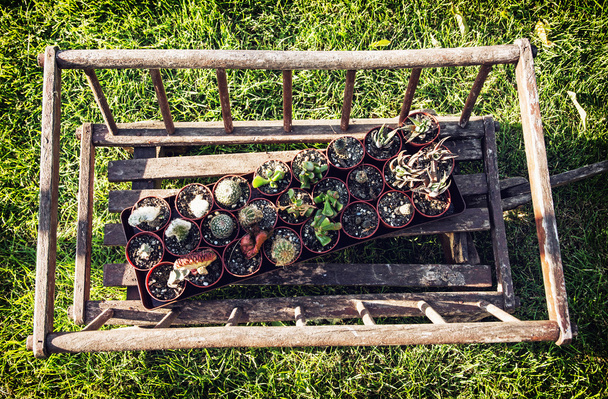 Старий декоративний дерев'яний візок з різними посадженими кактусами в одязі
 - Фото, зображення