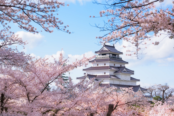Château de Tsuruga entouré de centaines de sakura
 - Photo, image