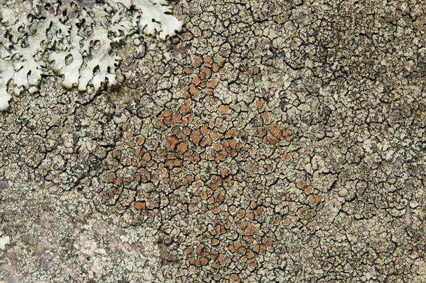 Lichens jsou symbiotické houby a řasy.  - Fotografie, Obrázek