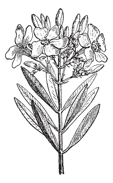 zakkum veya nerium oleander, antika gravür - Vektör, Görsel