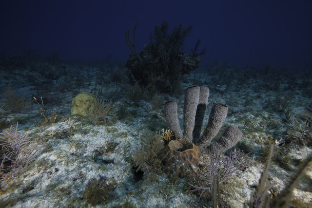 Esponjas de coral bajo el agua en Key Largo, Florida
 - Foto, imagen