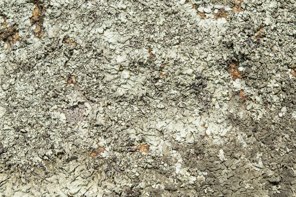 Lichens are symbiotic fungi and algae.  - Foto, Imagem