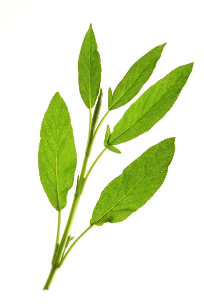 Salvia officinalis - Salvia officinalis
 - Valokuva, kuva