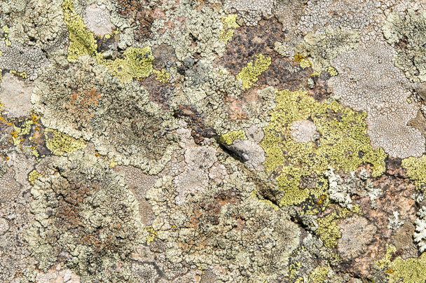 Les lichens sont des champignons symbiotiques et des algues
.  - Photo, image