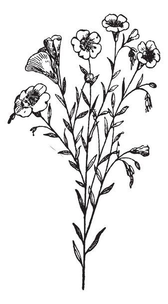 Flax or Linum usitatissimum, vintage engraving - Vector, Image
