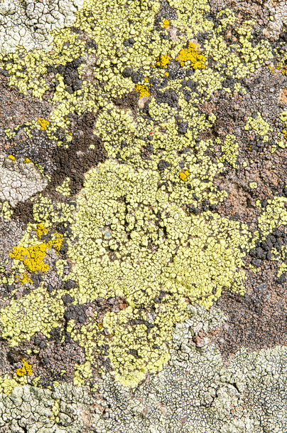 Lichens jsou symbiotické houby a řasy.  - Fotografie, Obrázek
