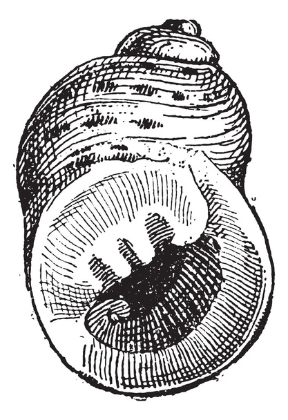Télizöld vagy Littorina sp., vintage gravírozás - Vektor, kép