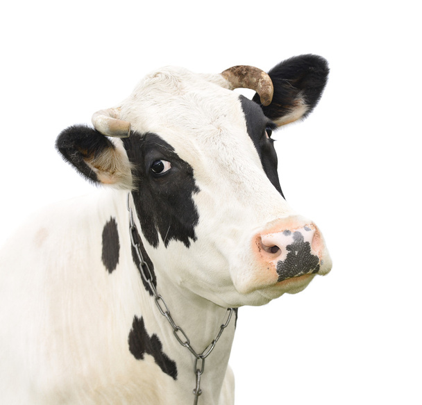 Grappige schattig pratende koe geïsoleerd op wit - Foto, afbeelding