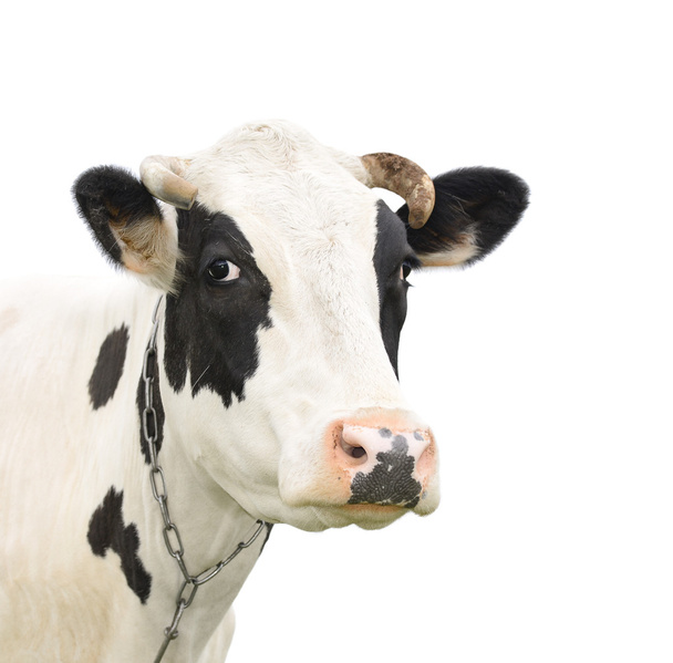 Смешная говорящая корова, изолированная на белом
 - Фото, изображение