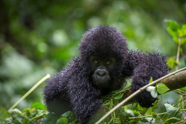 Baby gorila всередині Національний парк Вірунга - Фото, зображення