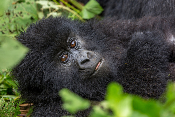 Baby gorila uvnitř národní Park Virunga - Fotografie, Obrázek