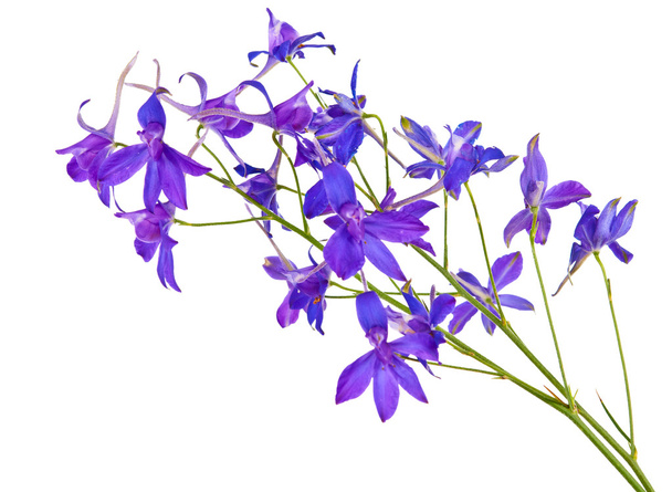 izole mavi çayır çiçekler - Fotoğraf, Görsel
