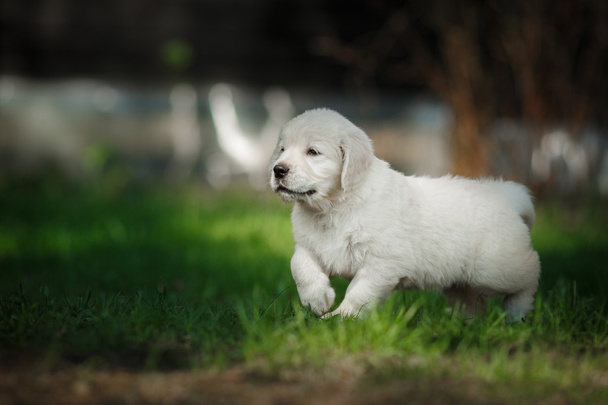 Little puppy Golden retriever - Φωτογραφία, εικόνα