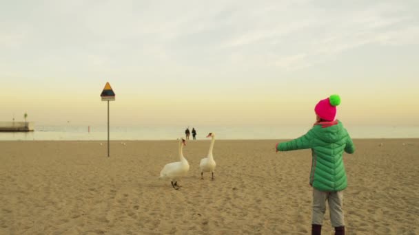 Two little beautiful girls play with Swans. Swans are birds of the family Anatidae within genus Cygnus. The swans close relatives include geese and ducks. - Footage, Video