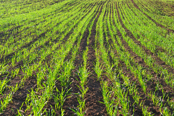 Green wheat. - Photo, Image