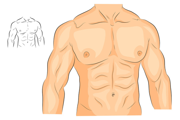 miesten vartalo olkapäät rinnassa ja vatsalihakset
. - Vektori, kuva