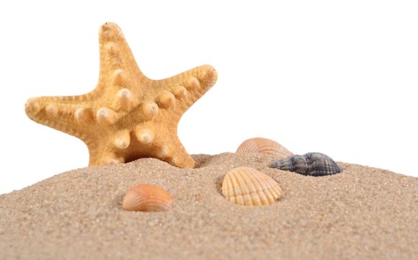 Rozgwiazdy i muszle w piasek plaża na białym - Zdjęcie, obraz